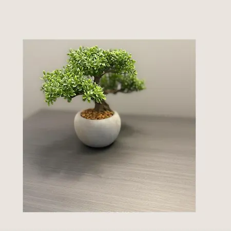 Housestellina * بيرودجا